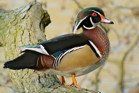 Wood duck (Photo by Frank Vassen/Wikimedia Commons)