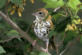 Wood thrush (Photo by Steve Maslowski, USFWS)