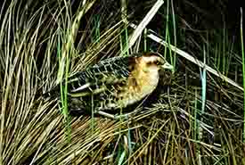 Yellow rail (photo by Jacques Brisson)