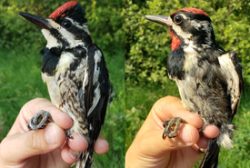 Female (left) and male (right) yellow-bellied sapsuckers captured at Big Valley MAPS. In this species, the sexes can be differentiated by the presence of red on the throat. Males have red throats and females do not.