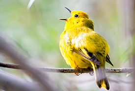 Yellow warbler (Photo by Sean Feagan/ NCC staff)