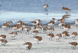 Sanderlings (Photo by Jason bantle)