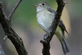 Acadian flycatcher (Photo by Bill Hubick)