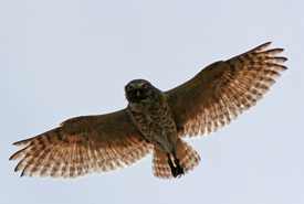 The adult burrowing owl’s flight is choppy, with long glides. (Photo by Lauren Meads)