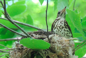 Adult wood thrush at her nest (Photo by Sue Hayes)