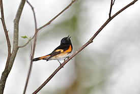 American redstart at Iclhicwani (Photo by Harvey Thommasen)