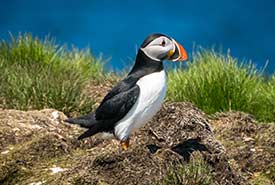 Atlantic puffin (Photo by Tim Frye/iNaturalist)