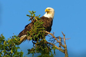 Bald eagle (Photo by Keith Mombour)