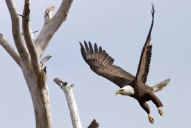 Bald eagle (Photo by Bill Hubick)