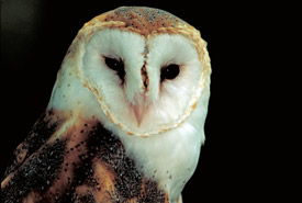 Barn owl (Photo by Dr. Thomas G. Barnes/University of Kentucky)