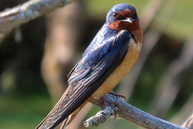 Barn swallow (Photo by drea_mc, CC BY-NC 4.0)