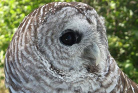 Barred owl (Photo by NCC)
