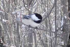 Black-capped chickadee in winter (Photo by NCC)