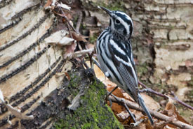 Black-and-white warbler (Photo by NCC)