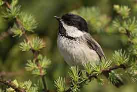 Black-capped chickadee at small wetland adjacent to NCC beach in Grand Manan (Photo by Nick Hawkins)