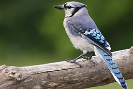 Blue jay (Photo by Gregg Williams)