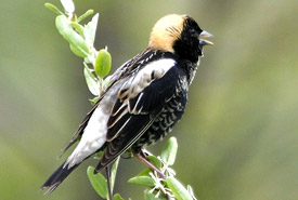 Goglu des prés (Photo de Bill Hubick)