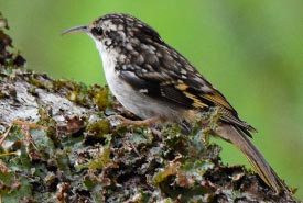 Brown creeper is one of the many birds seen at Edith Point. (Photo by David Wong)