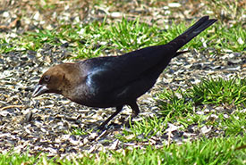 Brown-headed cowbird (Photo by David Dodd CC BY-NC) 