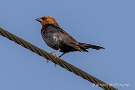 A better photo of a brown-headed cowbird in better light from a few years ago (Photo by Mhairi McFarlane/NCC)