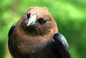 Brown-headed cowbird (Photo by Stephen Davis)