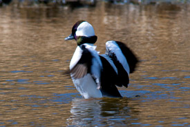 Bufflehead duck (Photo by Karol Dabbs)