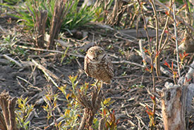 The burrowing owl is the bird that really started it all for us on Pelee Island. On a whim back in April 2008, we decided to bird on the island, and, incredibly, found a burrowing owl. (Photo by Mike Burrell)  