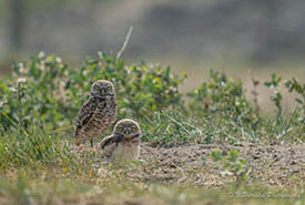 Pair of burrowing owls on the ground near a burrow at Jackson Prairie, MB (Photo by Walter Potrebka)