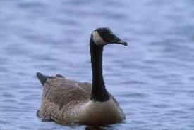 Canada goose (Photo by Helen Jones)