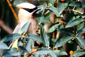 Cedar waxwing (Photo by Glen Maceachern)