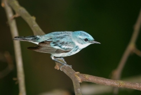 Paruline azurée (Photo de Bill Hubick)