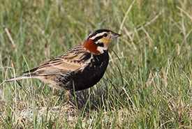 Chestnut-collared longspur (Photo by Christian Artuso, iNaturalist, CC BY-NC-ND 4.0)