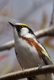 Chestnut-sided warbler (Photo by Claire Elliott/NCC staff)