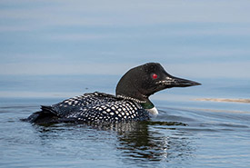 Common loon (Photo by slyquetzal, CC BY-NC 4.0)