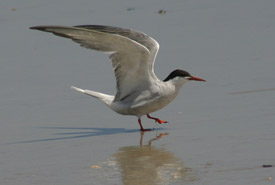 Common tern (Photo by Bill Hubick)