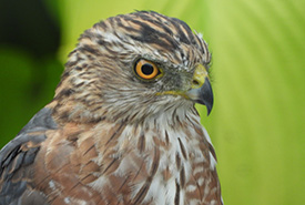 Cooper's hawk (Photo by Nicki, CC BY-NC 4.0)