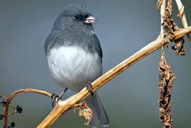 Dark-eyed junco (Photo by Bill Hubick)