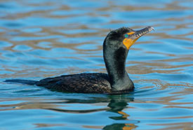 Double-crested cormorant (Photo by Paul Reeves, CC BY-NC-SA 4.0)