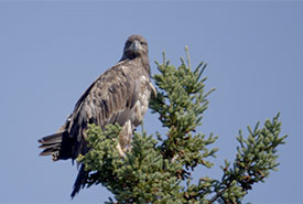 Kwesawe’k (Île Oultons), Î.-P.-É. (Photo de Brainworks Inc.)