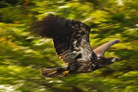 Eagle, Gullchucks Estuary, BC (Photo by Tim Ennis/NCC)