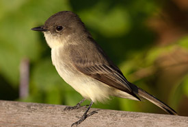 Eastern phoebe (Photo by John Benson, Wikimedia Commons)