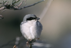 Pie-grièche migratrice de l’Est (Photo de Dave Menke, avec la permission de USFWS)