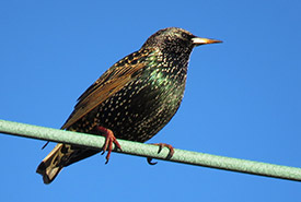 European starling (Photo by Mike Leveille, CC BY-NC 4.0)
