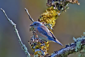 Western bluebird (Photo by Bill Pennell)