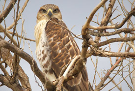 Ferruginous hawk (Photo by John Krampl, CC BY 4.0)