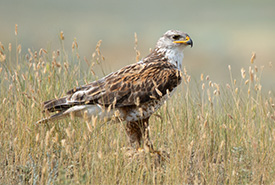 Ferruginous hawk (Photo by Leta Pezderic / NCC Staff)