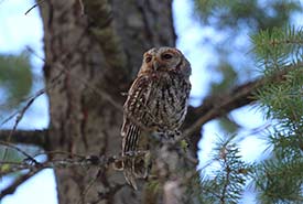 Flammulated owl (Photo by Dick Cannings, iNaturalist)