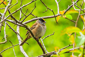 Golden-crowned sparrow (Photo by Murray Foubister)