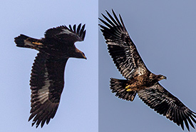 L-R: Immature golden eagle vs. immature bald eagle (Photo by Mhairi Mcfarlane/ NCC staff)