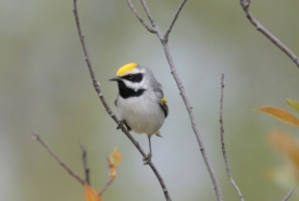 Golden-winged warbler (Photo by Christian Artuso)